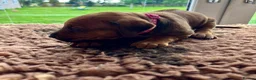 Rhodesian Ridgeback dogs for sale: 5 Star Council Registered Breeder M022667 - Advert 13