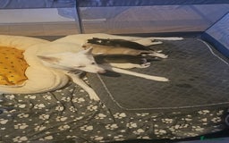 Siberian Husky dogs for sale: Siberian husky pups  - Image 24