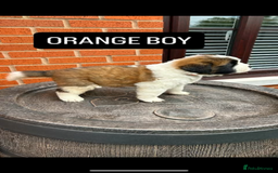 Saint Bernard dogs for sale: Stunning kc Saint Bernard puppies  - Image 18
