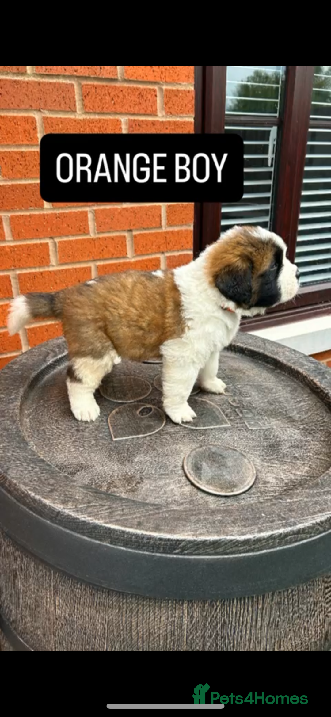 Saint Bernard dogs for sale: Stunning kc Saint Bernard puppies  - Image 18
