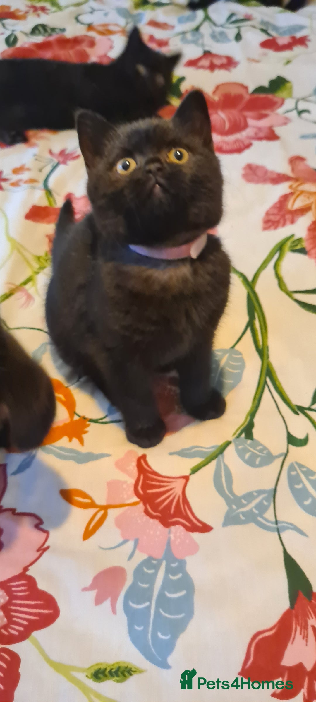 British Shorthair cats for sale: British shorthair black and blue kittens - Advert 41