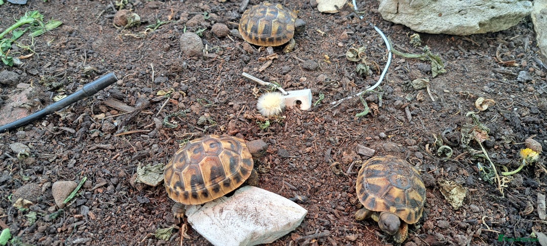 Tortoise reptiles for sale: 2025 Home Hatched Hermanns Tortoises For Sale - Image 4