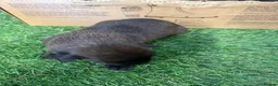 Belgian Shepherd Dog dogs for sale: DARK KC REG BELGIAN MALINOIS PUPPIES - Advert 28