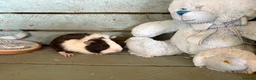 Guinea Pig rodents for sale: Young guinea pigs for sale  - Advert 9