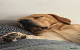 Labrador Retriever dogs for sale: Seb the lab - Image 11
