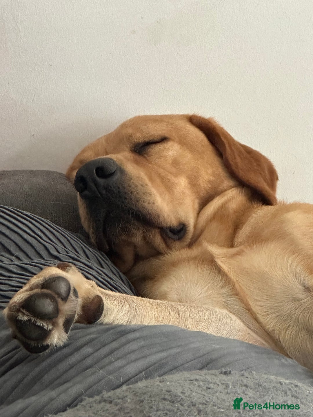 Labrador Retriever dogs for sale: Seb the lab - Image 11