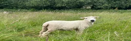 Sheep livestock for sale: 3 x pedigree greyface dartmoor shearling ewes in Winkleigh - Advert 3