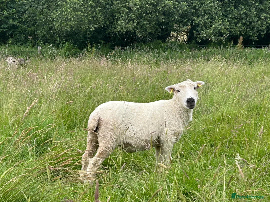 Sheep livestock for sale: 3 x pedigree greyface dartmoor shearling ewes in Winkleigh - Advert 3