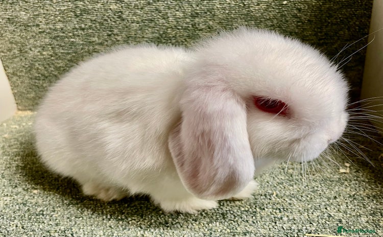 Mini Lop rabbits - Advert 4