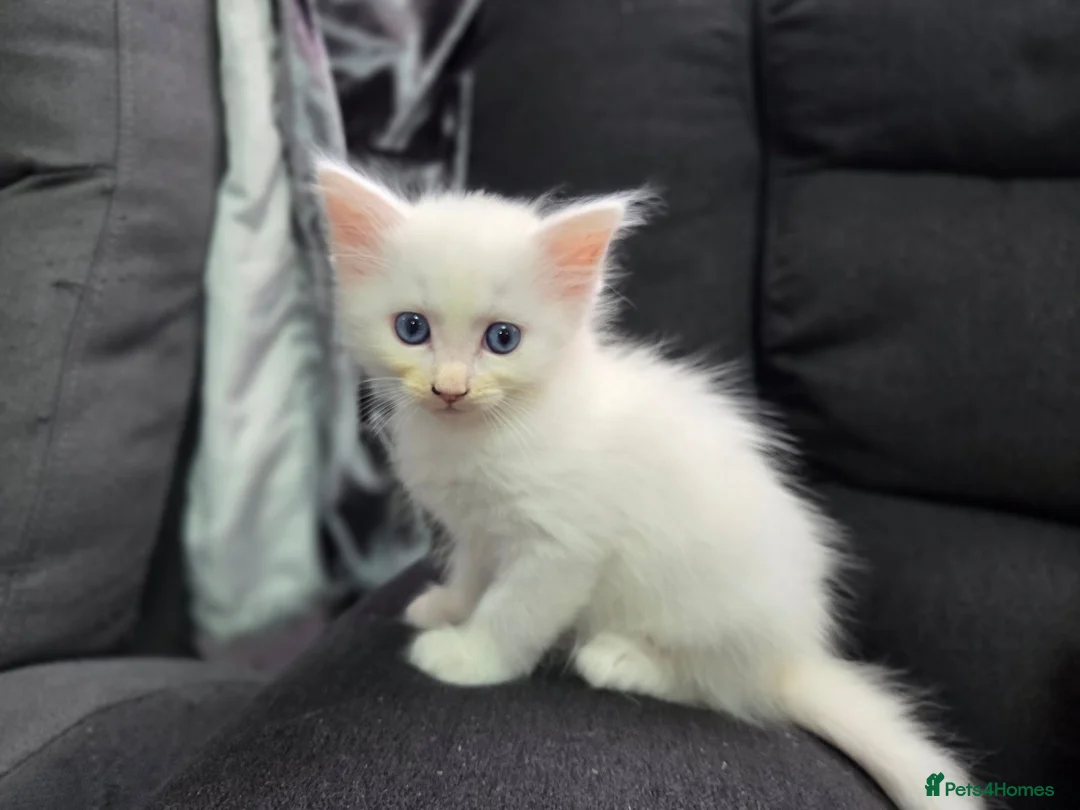 Mixed Breed cats for sale: Maine Coon x Ragdoll Kittens - Advert 2