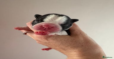 Boston Terrier dogs - Advert 15