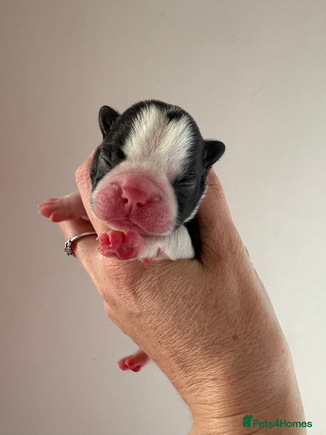 Boston Terrier dogs for sale: Stunning litter Kc reg Boston terriers  - Image 3