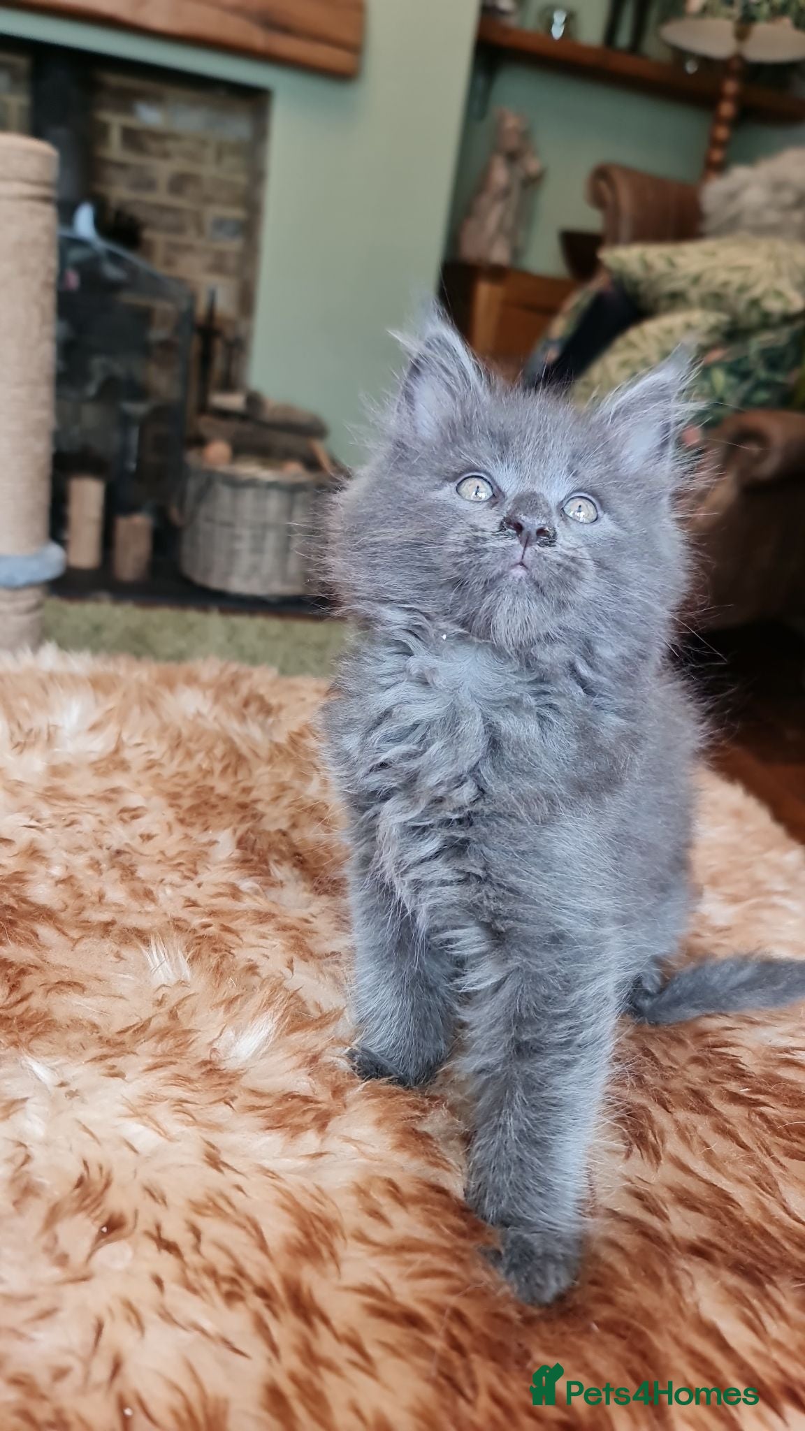 Maine Coon cats TICA registered Pedigree Maine Coon kittens - Advert 14