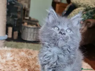 Maine Coon cats TICA registered Pedigree Maine Coon kittens - Advert 14