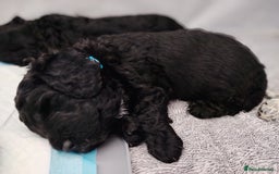 Cockapoo dogs for sale: F3 cockapoo  - Image 9