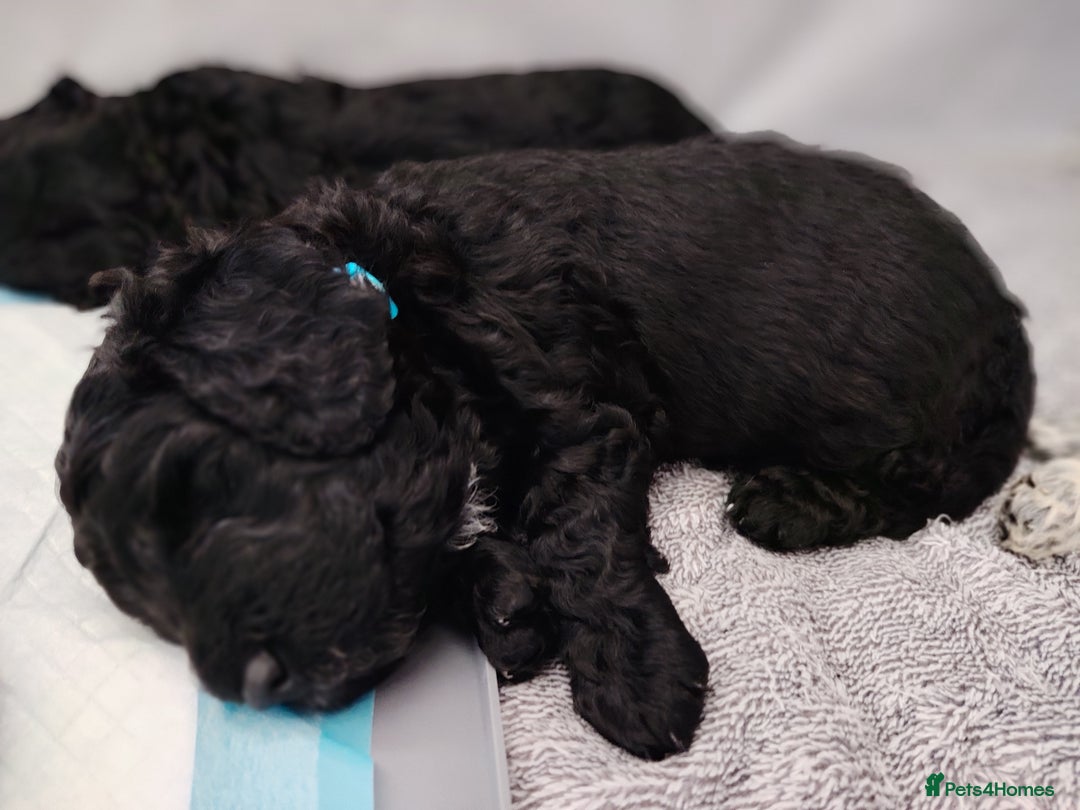 Cockapoo dogs for sale: F3 cockapoo  - Image 9