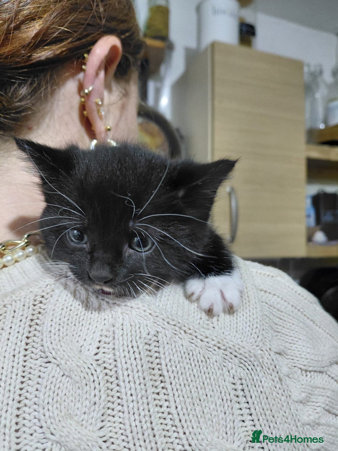 Mixed Breed cats for sale: 4 sweet ghost tabby tuxedo kittens - Image 24