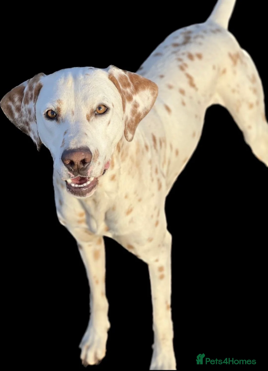 Dalmatian dogs for stud: 🍋 LEMON SPOT DALMATIAN STUD 🍋  - Advert 1