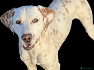 Dalmatian dogs 🍋 LEMON SPOT DALMATIAN STUD 🍋 - Advert 1