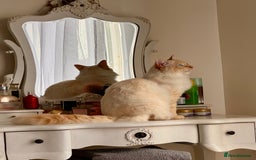 Ragdoll cats for stud: Flame Point Ragdoll Stud – Gentle & Gorgeous - Image 5