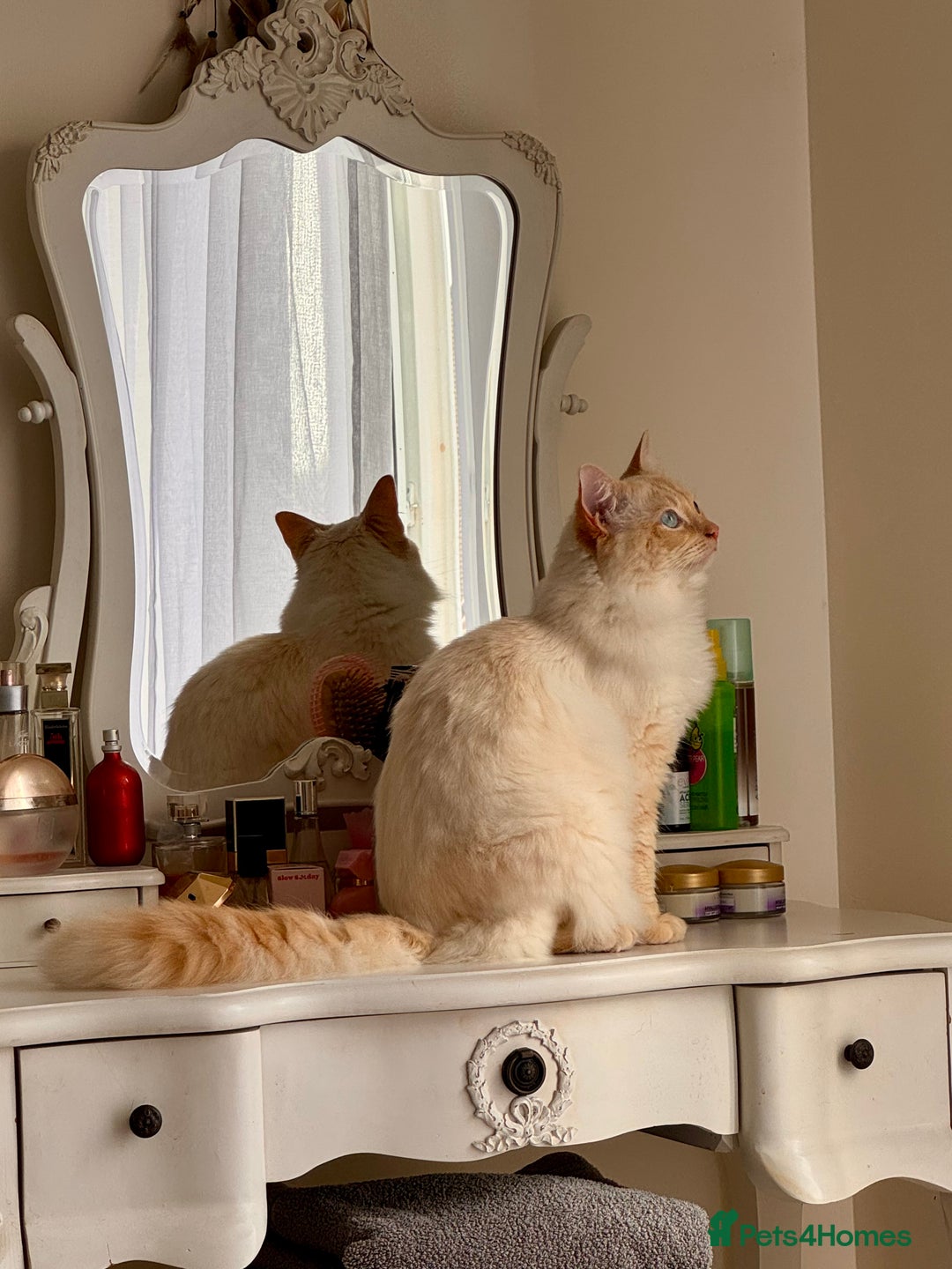 Ragdoll cats for stud: Flame Point Ragdoll Stud – Gentle & Gorgeous - Image 5
