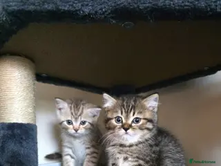 Scottish Fold cats Scotish fold/straight - Advert 6