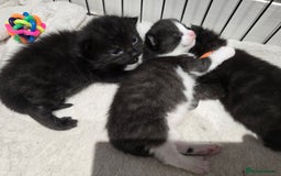 Domestic Shorthair cats for sale: 3 Adorable Kittens - Image 1