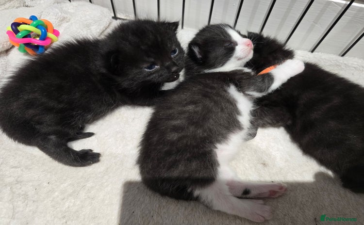 Domestic Shorthair cats - Advert 4