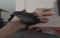 Gerbil rodents for sale: Male gerbil  - Image 5