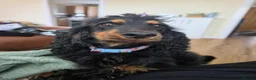 Cocker Spaniel dogs for sale: 3year old female cocker spaniel in Dundee - Advert 2