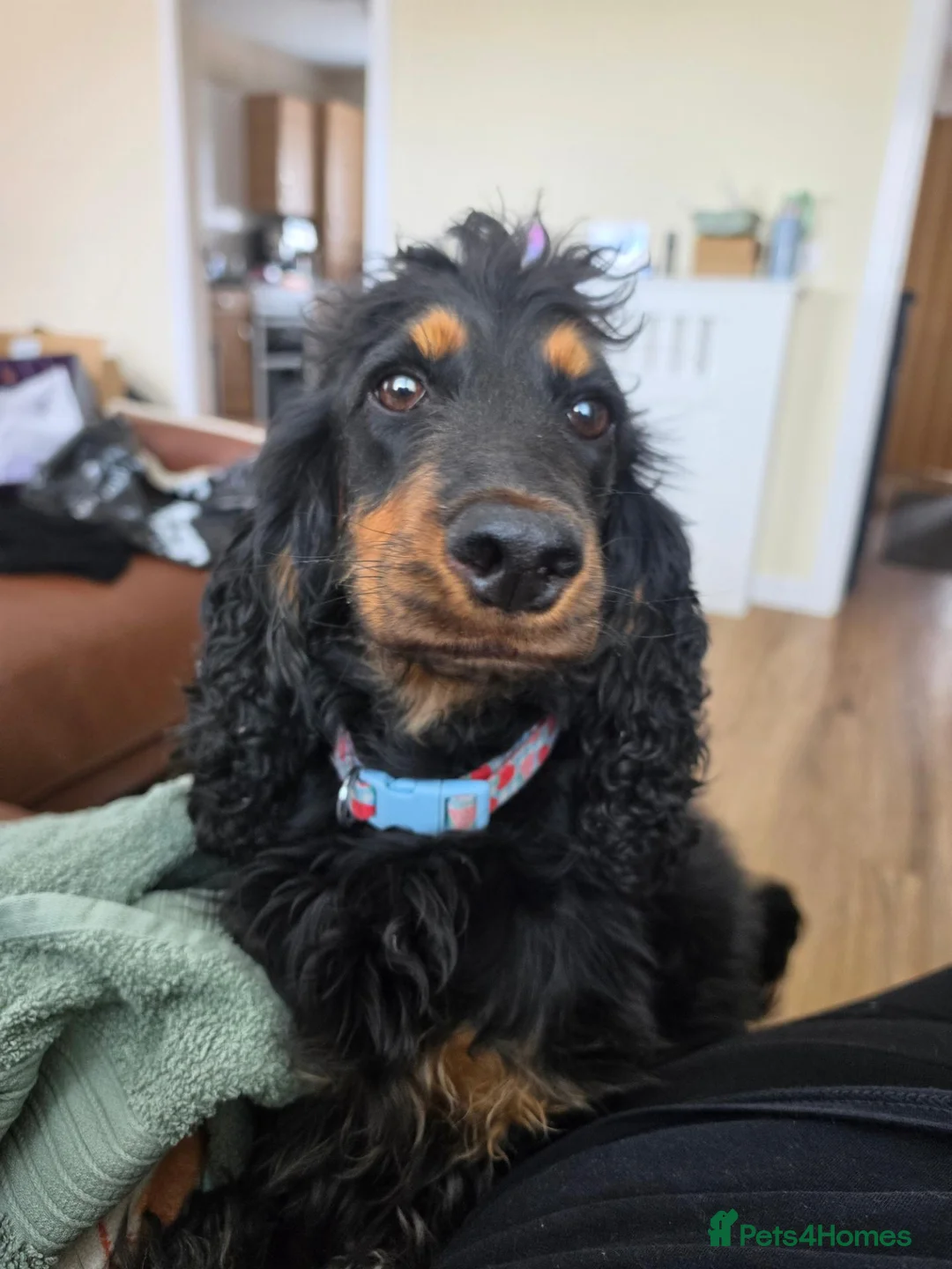 Cocker Spaniel dogs for sale: 3year old female cocker spaniel in Dundee - Advert 2