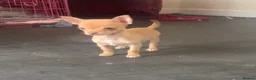 Chihuahua dogs for sale: Last chihuahua puppy REDUCED  - Advert 13