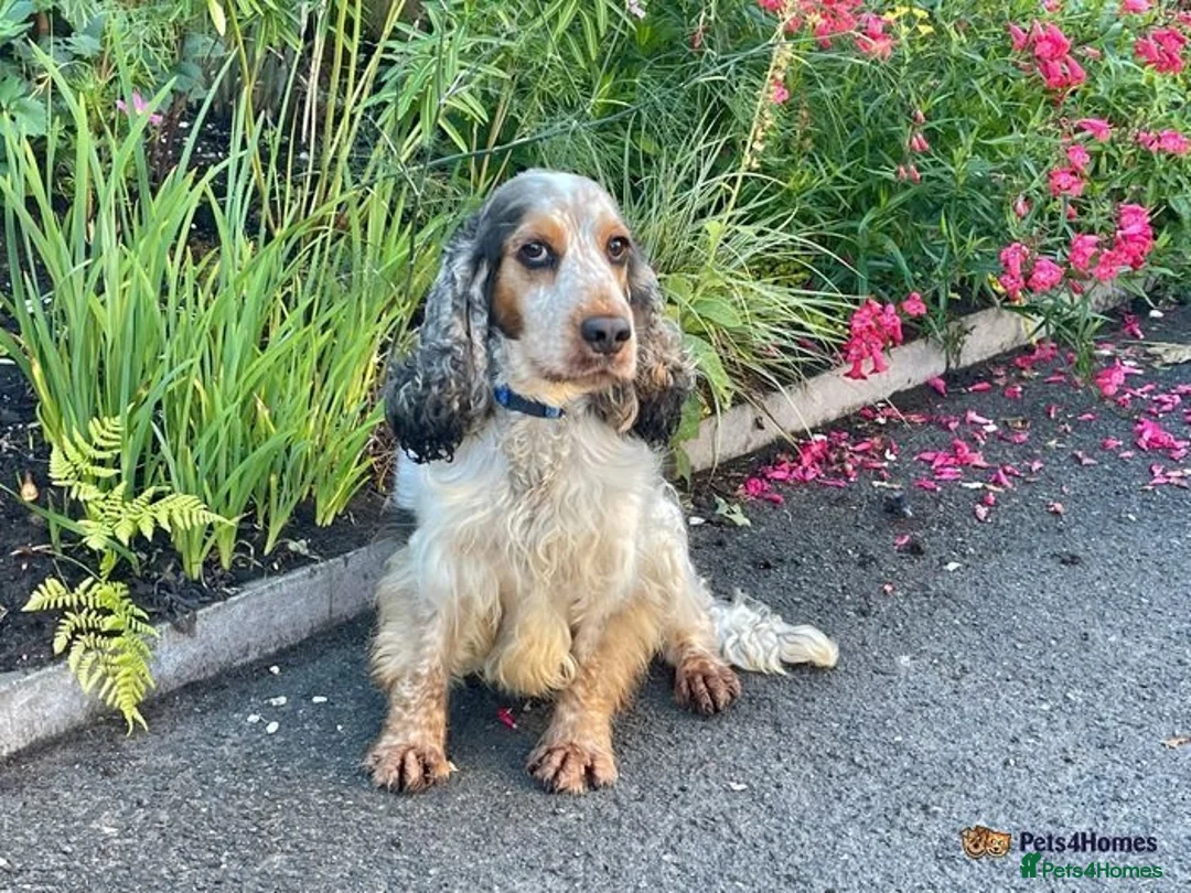 Cocker Spaniel dogs for stud: Kcd show Cocker standing at Stud  in Alston - Advert 8