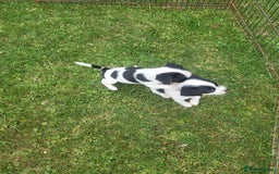 Jack Russell dogs for sale: Puppies  - Image 4