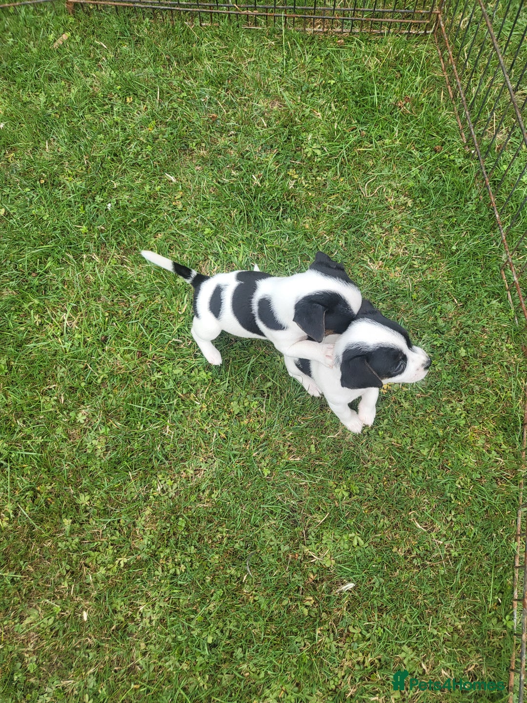 Jack Russell dogs for sale: Puppies  - Image 4