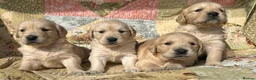 Golden Retriever dogs for sale: Golden Retriever Puppies Ready 13 April in Llandysul - Advert 13