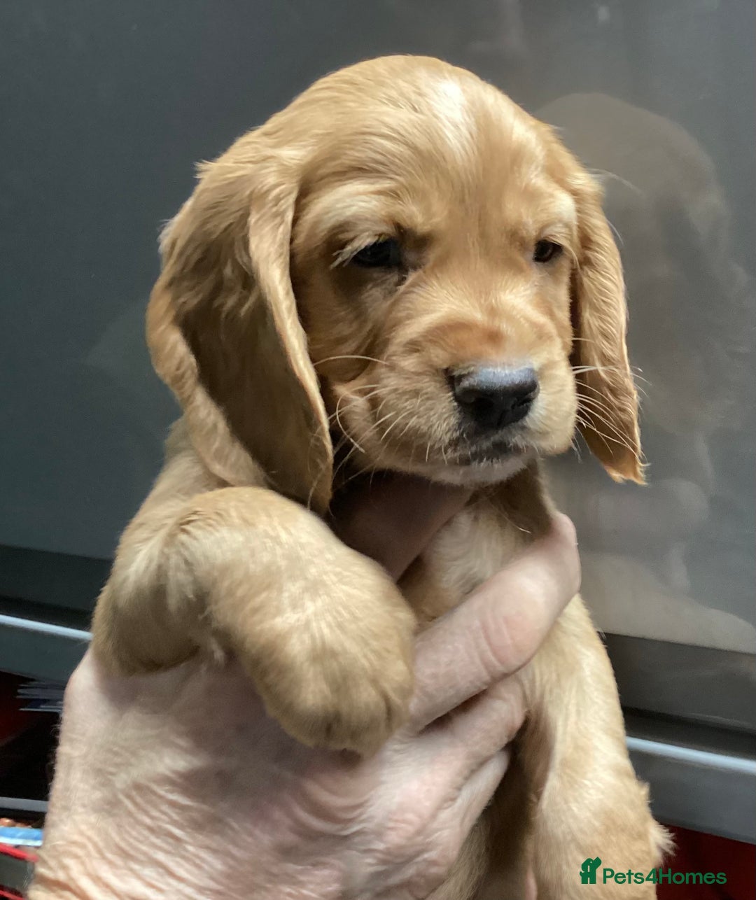 Cocker Spaniel dogs for sale: Cocker Spaniel pups, KC reg, health tested parents - Advert 11