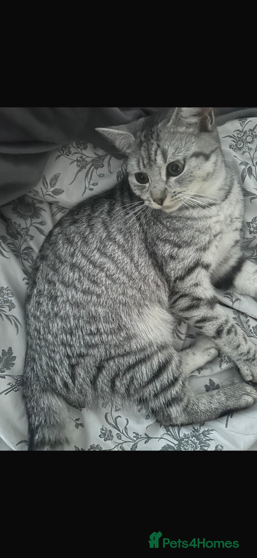 British Shorthair cats British short haired kittens ready to leave 🐱🐱 - Advert 2