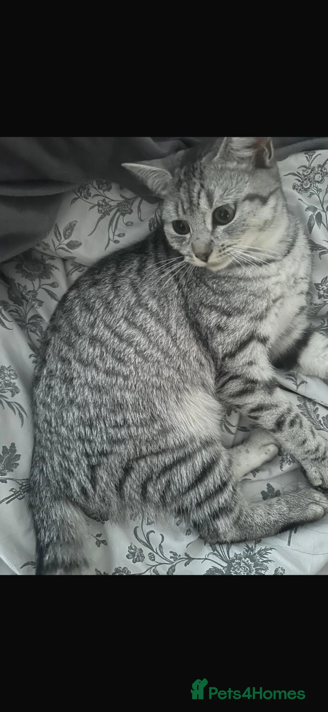 British Shorthair cats for sale: British short haired kittens ready to leave 🐱🐱 in Bristol - Advert 1
