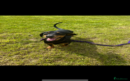 Dachshund dogs for sale: Kiwi Black and Tan dachshund  - Image 1
