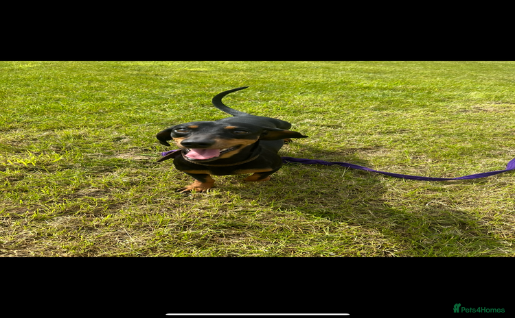 Dachshund dogs - Advert 9