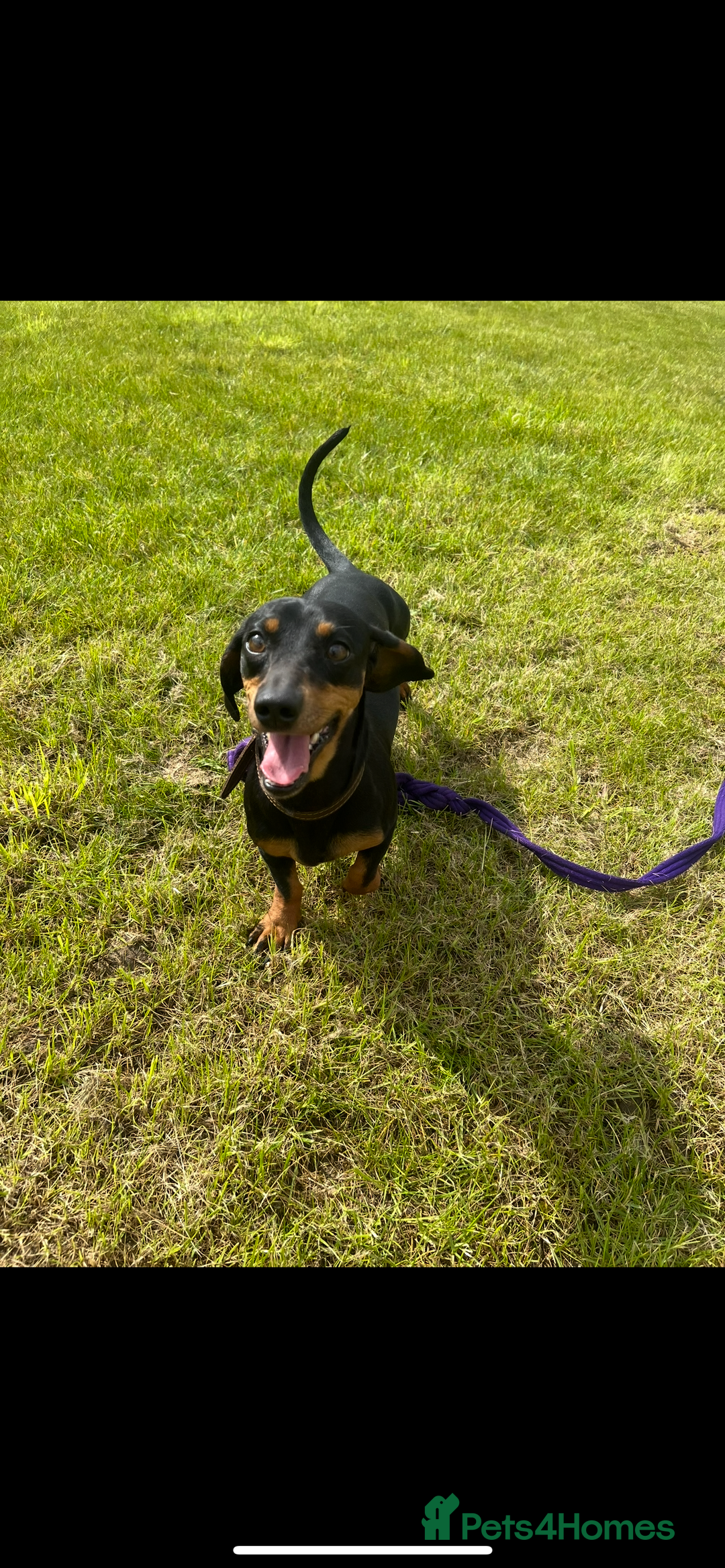 Dachshund dogs for sale: Kiwi Black and Tan dachshund  - Image 1