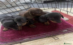 Dachshund dogs for sale: Dachshund puppy’s for sale  - Image 4