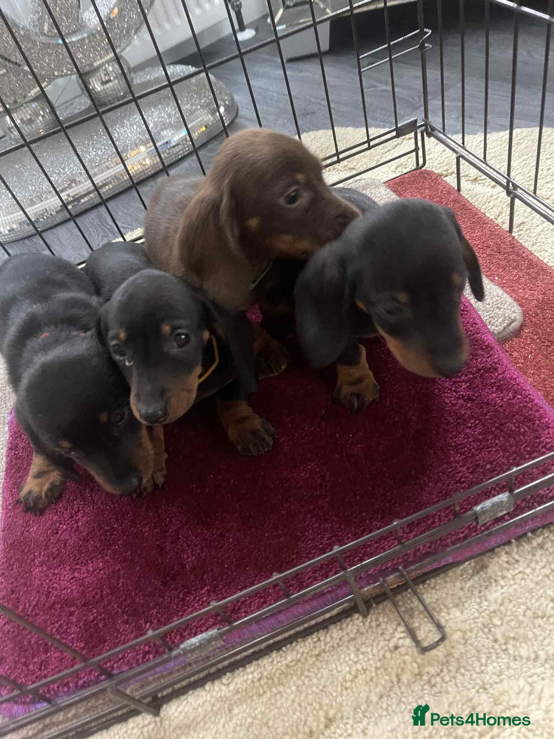 Dachshund dogs for sale: Dachshund puppy’s for sale  - Image 4