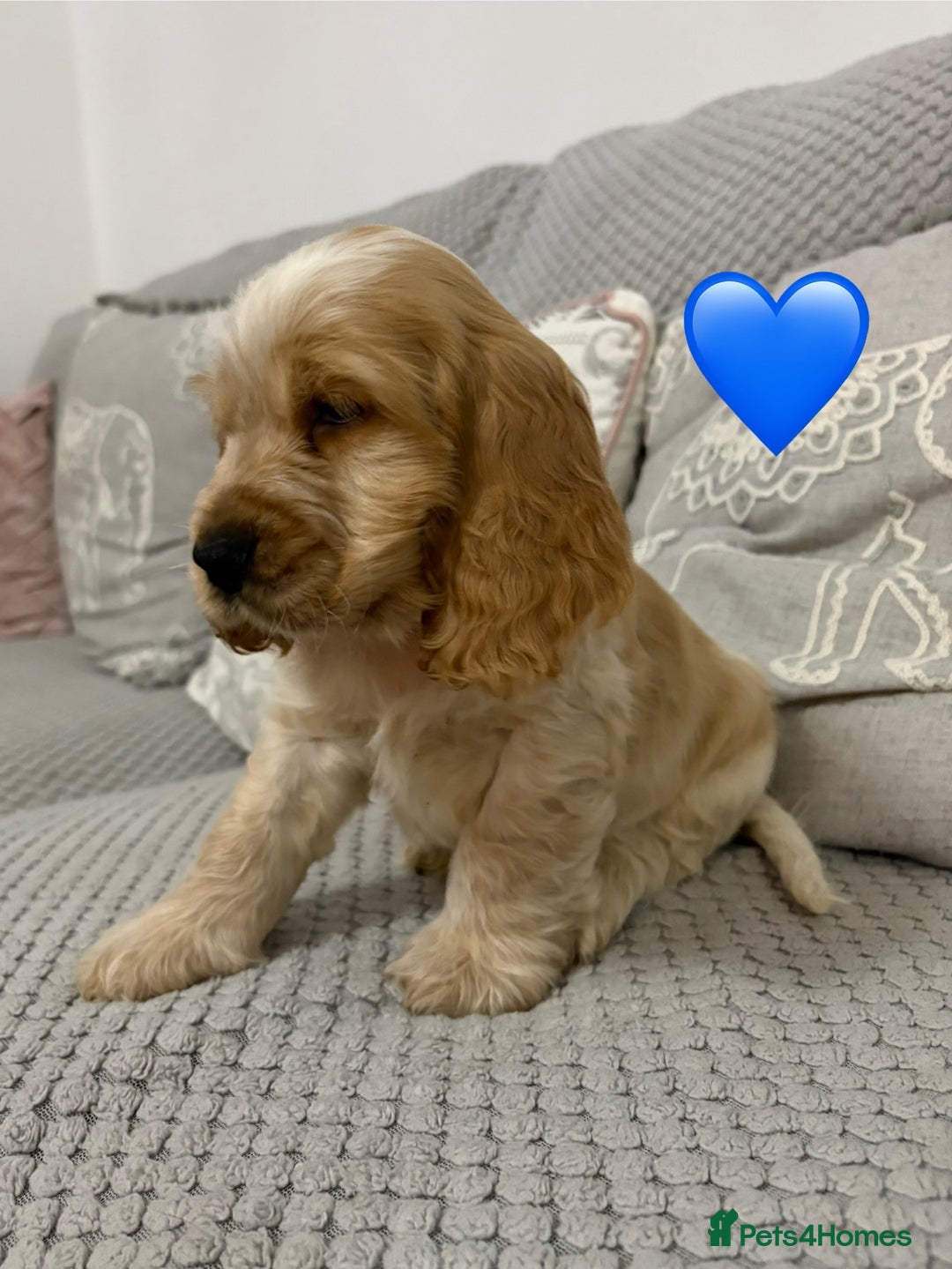 Cocker Spaniel dogs for sale: KC Reg Delightful Show Type Cocker Spaniels - Advert 27