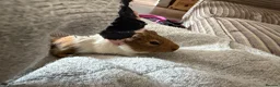 Guinea Pig rodents for sale: 5 x boars two ready now all teddy x calis - Advert 6