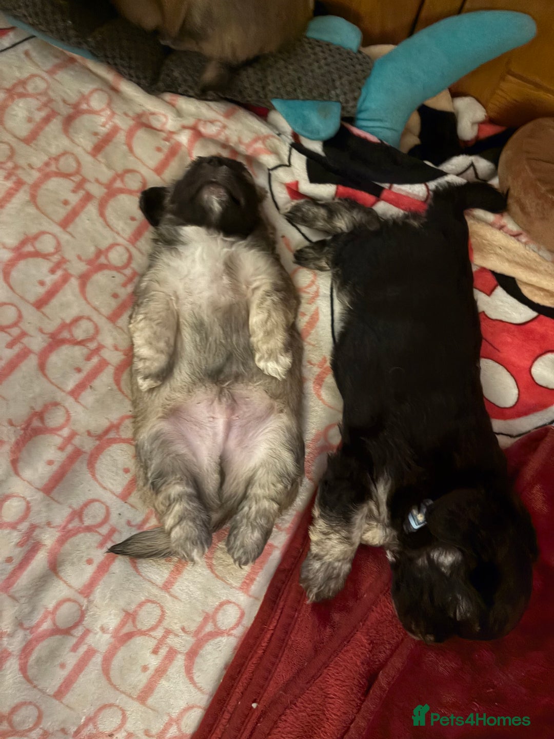 Mixed Breed dogs for sale: Fluffy frenchies  - Image 10