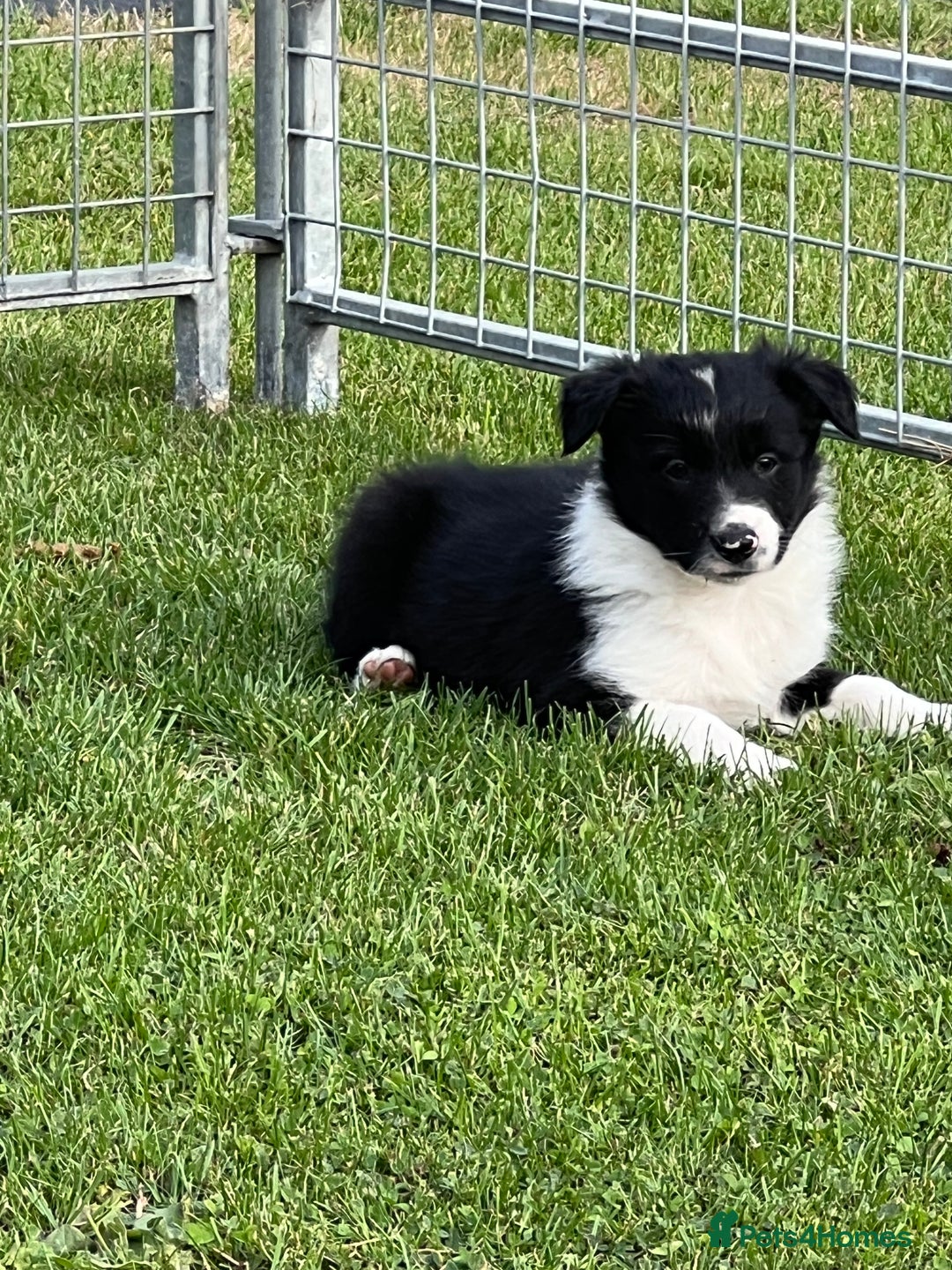Border Collie dogs for sale: Beautiful border collie puppies  - Image 13