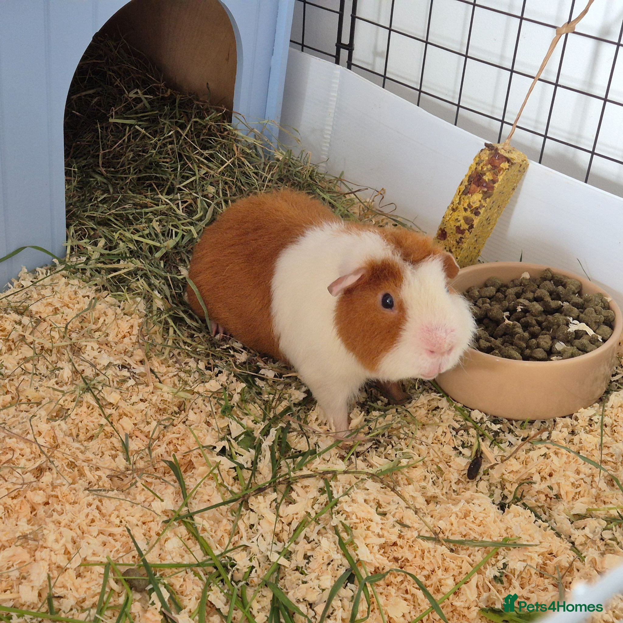 Guinea Pig rodents Male teddy guinea pig - Advert 24