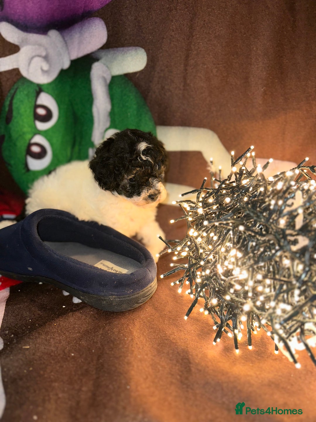 Cavapoo dogs for sale: Beautiful Rare F1b Cavapoos  - Advert 12